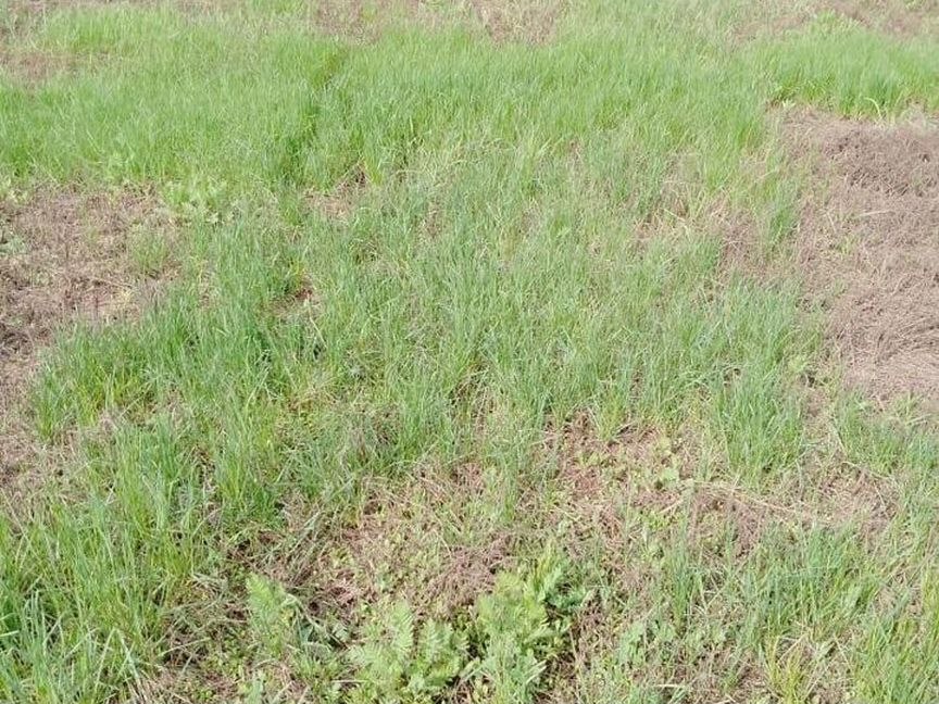 Родничок Покровский Снт Оренбург Купить